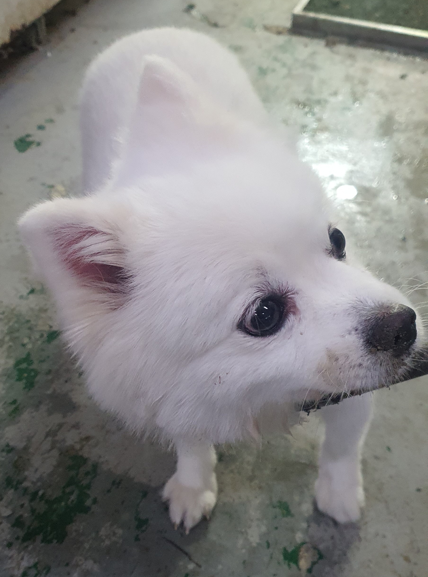 종료(반환) 스피츠…